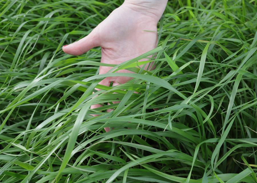 Pesquisadores desenvolvem cultivar mais produtiva de capim azevém