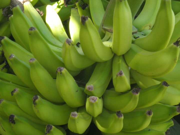 Plantas de cobertura são hospedeiras do fungo causador da fusariose da bananeira