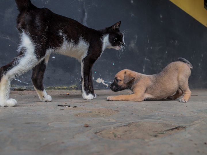 Porto Velho: Entidades protetoras de animais ainda podem se cadastrar para receber ração