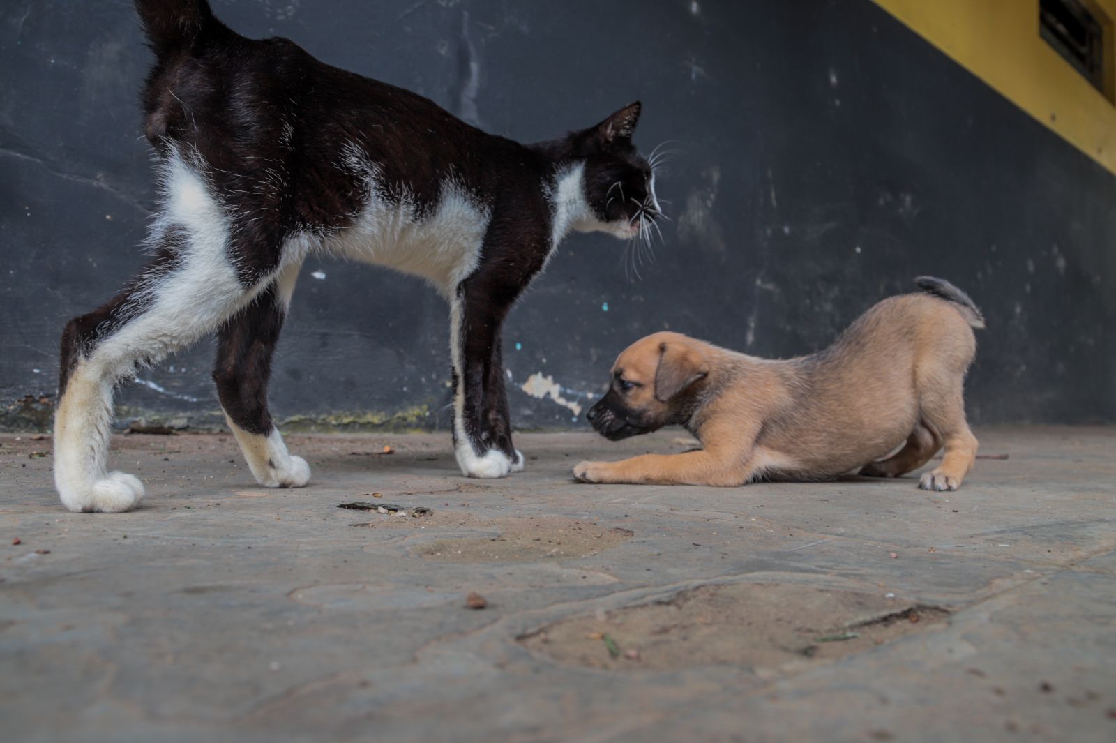 Porto Velho: Entidades protetoras de animais ainda podem se cadastrar para receber ração