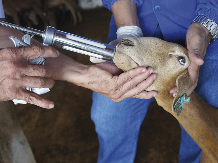 Ajustes em dietas podem garantir a ovinos mais resiliência ante a verminose