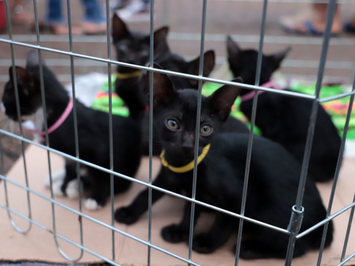 Porto Velho: Skate Park será sede da 4ª feira de adoção de cães e gatos amanhã