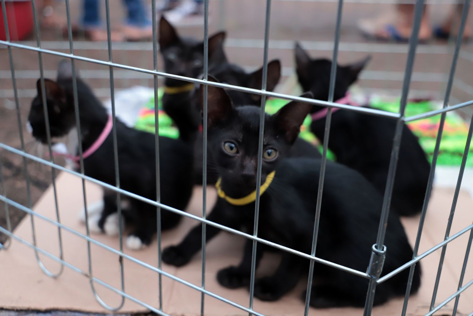 Porto Velho: Skate Park será sede da 4ª feira de adoção de cães e gatos amanhã