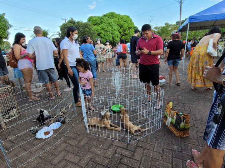 Porto Velho: Feira de Adoção Responsável de Cães e Gatos é adiada para 26 de novembro