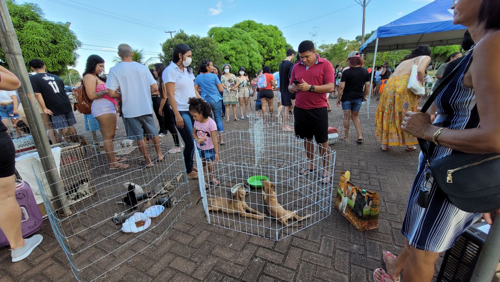 Porto Velho: Feira de Adoção Responsável de Cães e Gatos é adiada para 26 de novembro