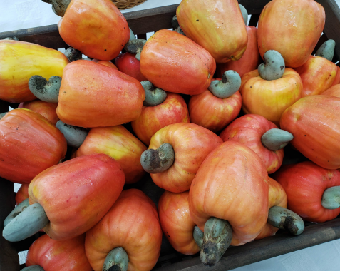 Caju de mesa: estudo da Embrapa estabelece os parâmetros de qualidade do fruto para consumo in natura