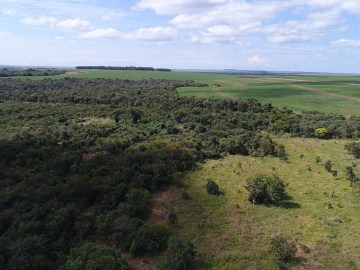 Estudo usa dados espaciais para classificar risco de desmatamento no Cerrado