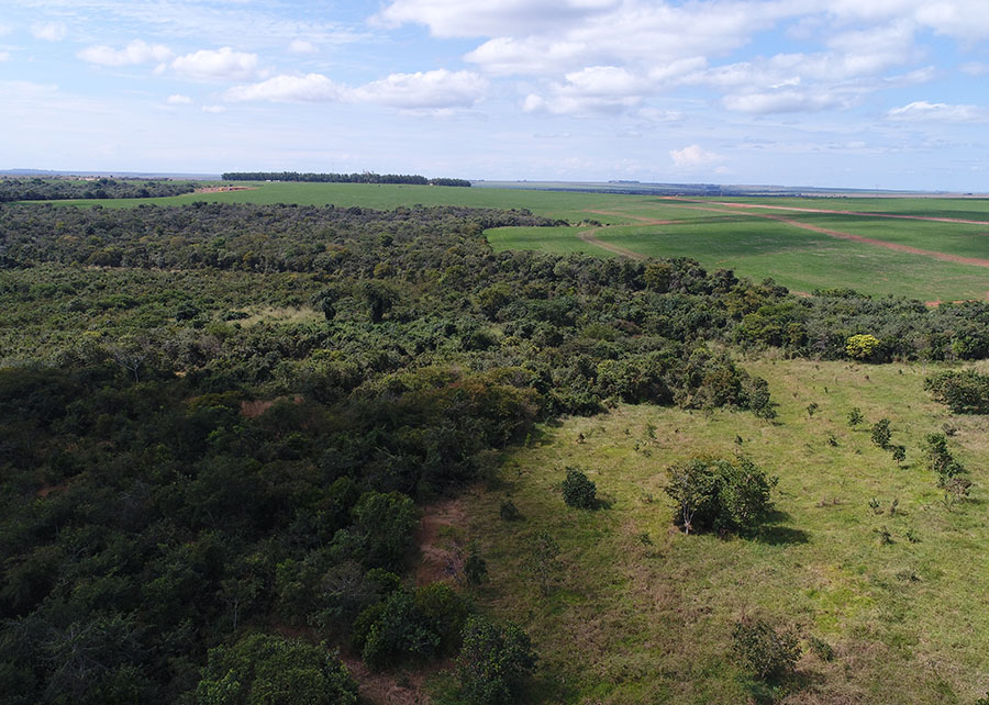 Estudo usa dados espaciais para classificar risco de desmatamento no Cerrado