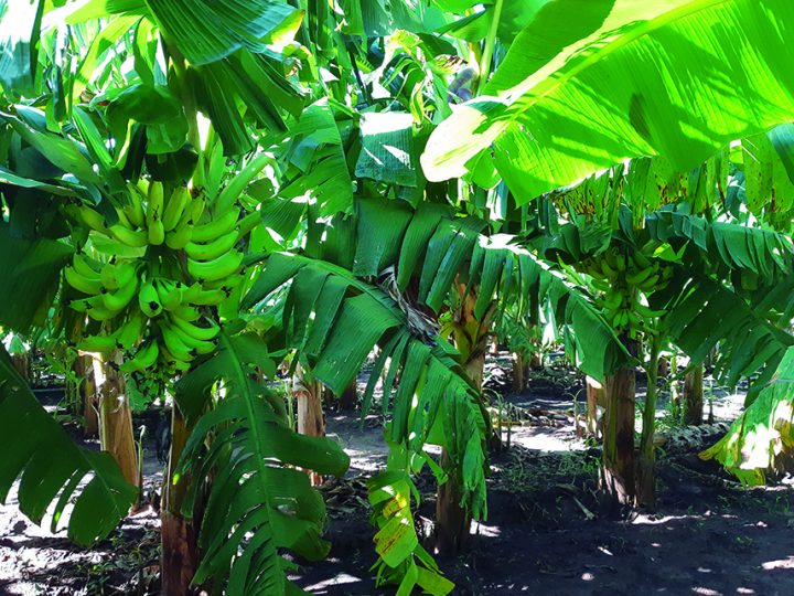 Nova cultivar de banana-da-terra reúne alta produtividade e qualidade alimentar