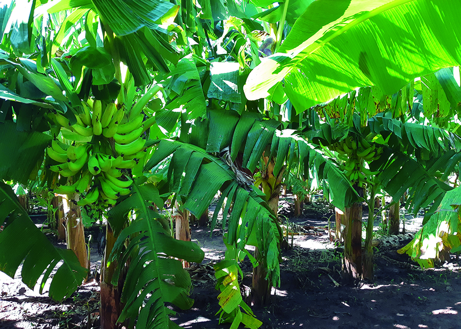 Nova cultivar de banana-da-terra reúne alta produtividade e qualidade alimentar