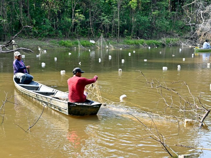 Pirarucu protege terras indígenas no Amazonas