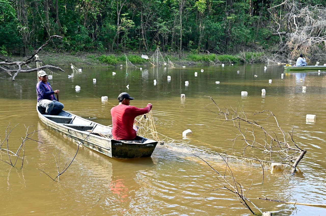 Pirarucu protege terras indígenas no Amazonas