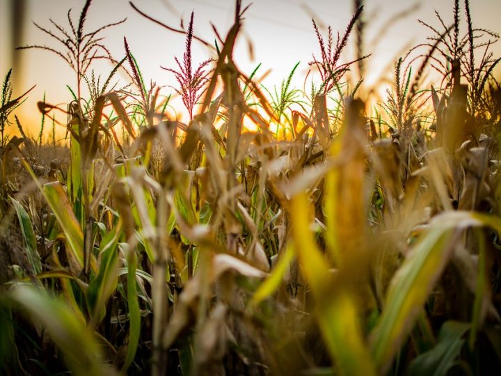 IBGE: 32% dos solos do país têm potencial natural para a agricultura