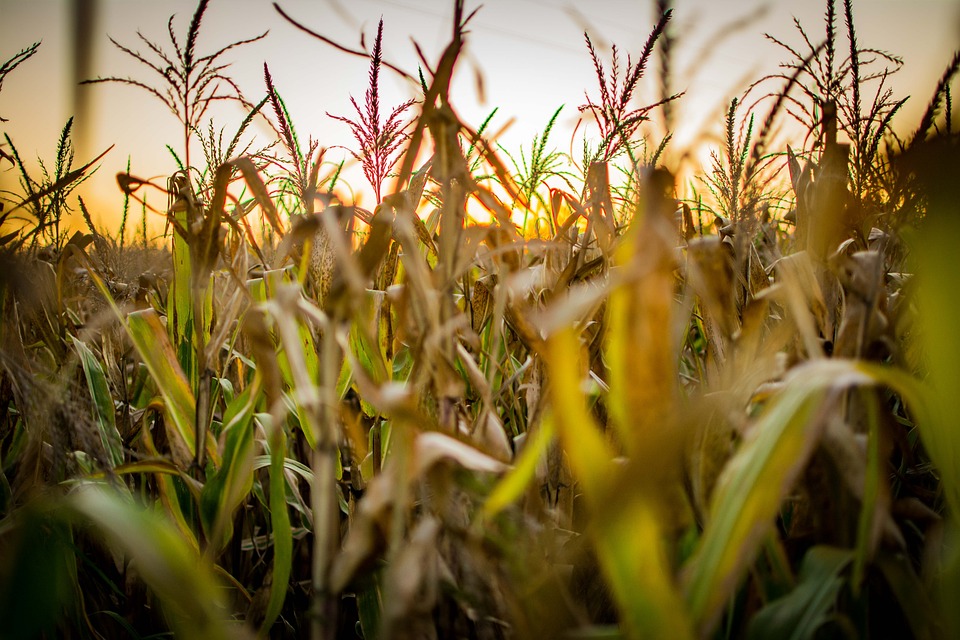 IBGE: 32% dos solos do país têm potencial natural para a agricultura