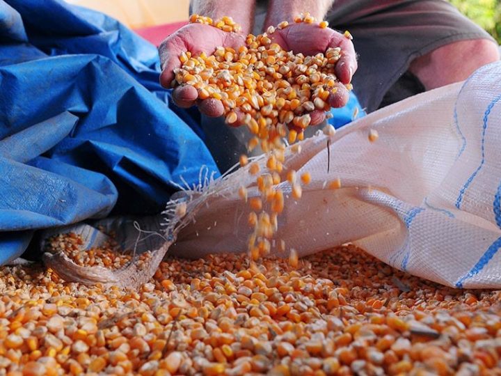 Sancionado autocontrole agropecuário