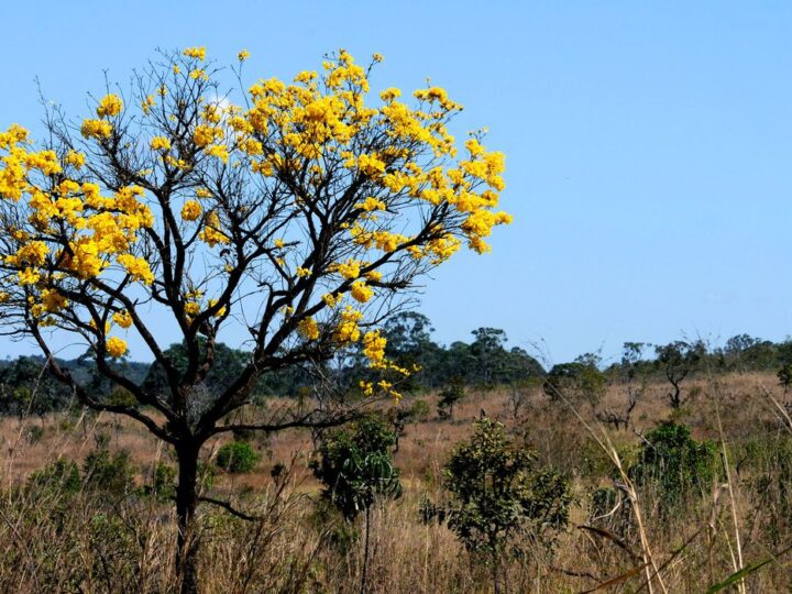 Cerca de 80% do desmatamento no Cerrado de MT foi feito ilegalmente