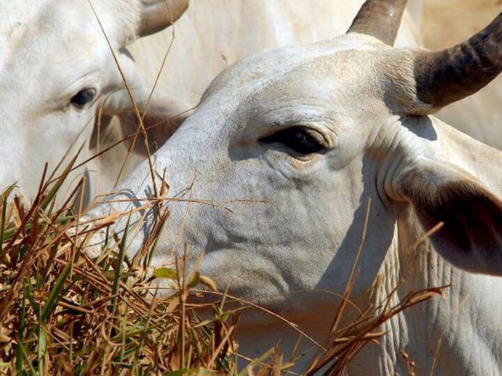 Pará confirma caso de vaca louca no interior do estado