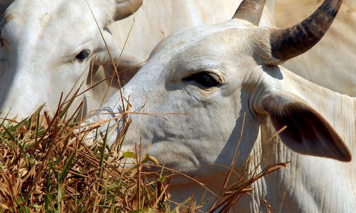 Pará confirma caso de vaca louca no interior do estado