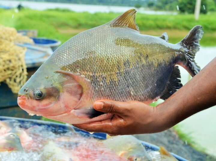 Participação de Rondônia na maior feira de pescados da América do Norte gera expectativa de bons negócios