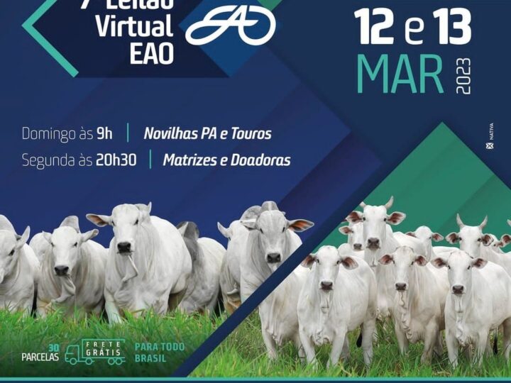 7° Leilão Virtual EAO oferta cerca de 370 matrizes, touros e novilhas PO Nelore