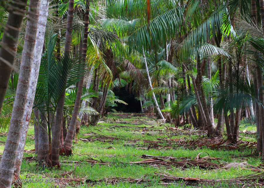 Área plantada com açaizeiros de terra firme gerados pela pesquisa cresce 675% no Brasil