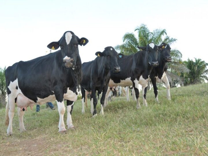 Ji-Paraná: Nova edição da RondoLEITE será realizada na 10ª Rondônia Rural Show Internacional