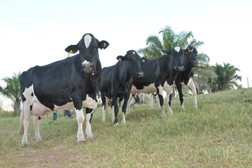 Ji-Paraná: Nova edição da RondoLEITE será realizada na 10ª Rondônia Rural Show Internacional