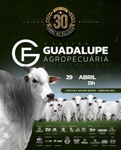 Fêmeas Nelore estarão em oferta no Leilão Guadalupe Agropecuária, durante a Expozebu 2023