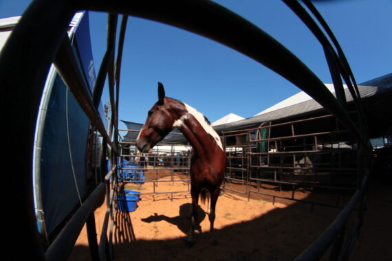 Idaron altera exigências em relação ao controle do trânsito de equídeos em Rondônia