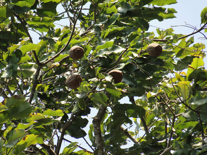 Pesquisadores desvendam fatores que afetam a produção das castanheiras