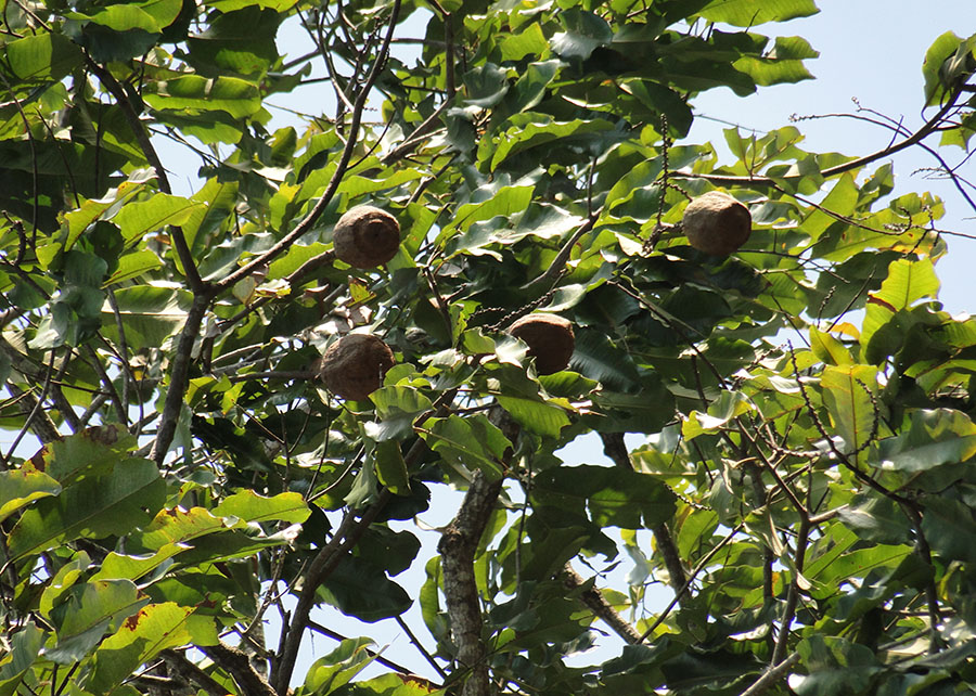 Pesquisadores desvendam fatores que afetam a produção das castanheiras