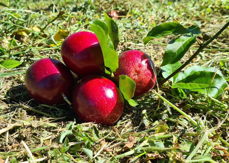 Métodos inovadores potencializam melhoramento genético do maracujá