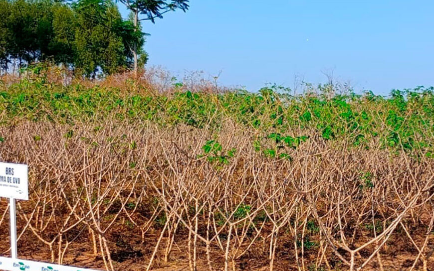 Nova tecnologia de produção de mandioca é apresentada pela Emater para fortalecer agricultura familiar