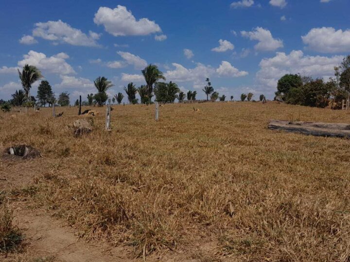 Como recuperar e manter o escore das vacas durante a seca na região Norte?