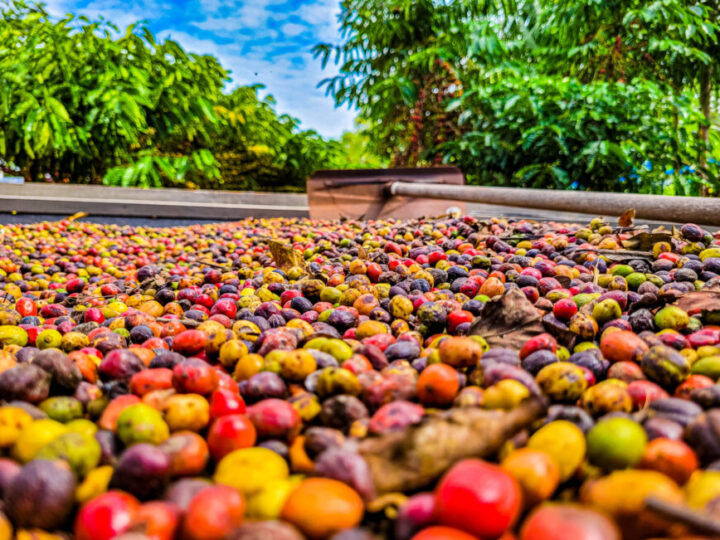 Café Robusta Amazônico é elevado a patrimônio cultural e imaterial do estado de Rondônia