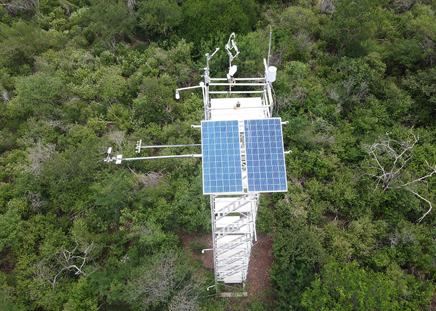 Em quase uma década, anualmente a Caatinga retirou da atmosfera 5,2 t de carbono por hectare