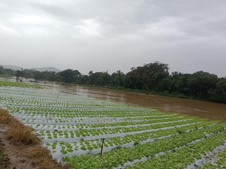 Com parceria da Emater-RS, Embrapa amplia plano emergencial para o Rio Grande do Sul