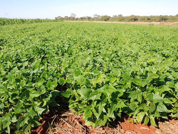 Plantio Direto e integração trabalho-pecuária aumenta diversidade microbiana do solo e protege as plantas