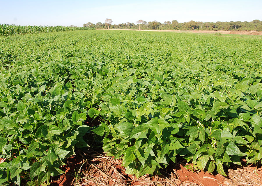 Plantio Direto e integração trabalho-pecuária aumenta diversidade microbiana do solo e protege as plantas