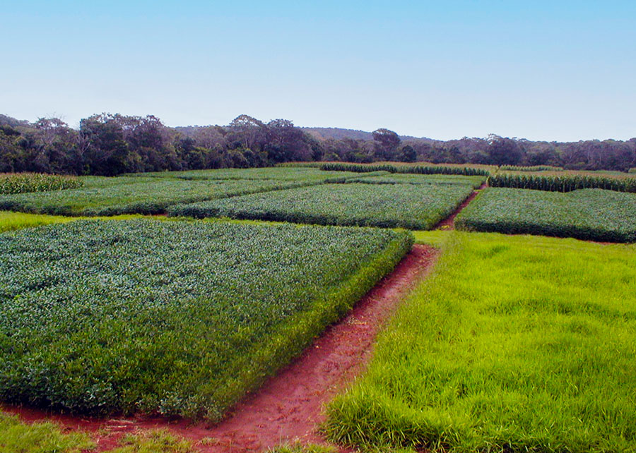 Plantio Direto e sucessão de culturas selecionadas para mitigar emissões de óxido nitroso no Cerrado