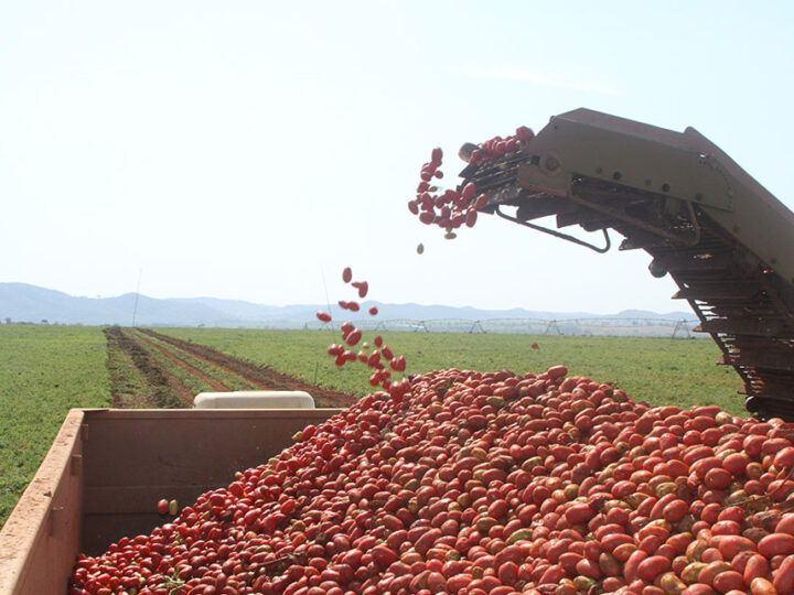 Pesquisa identifica, em Goiás, nematoide nocivo ao cultivo de tomate industrial