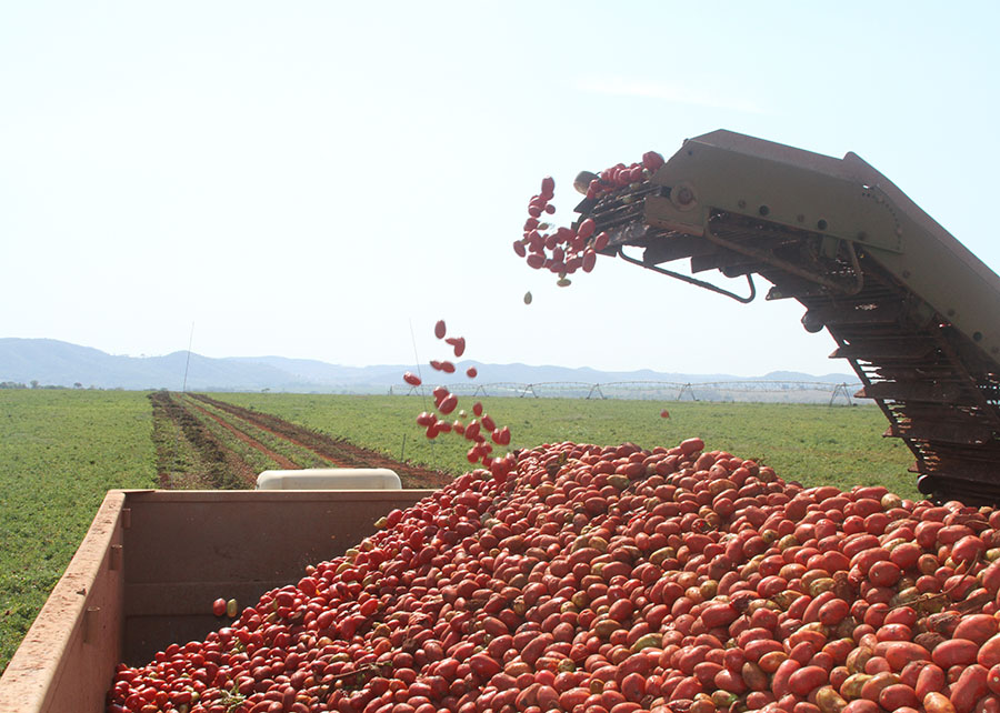 Pesquisa identifica, em Goiás, nematoide nocivo ao cultivo de tomate industrial