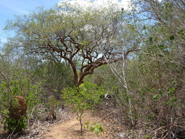 Bioeconomia é aposta para uso da Caatinga no desenvolvimento do Semiárido