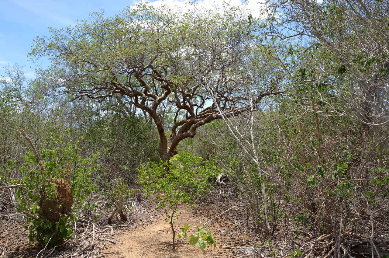 Bioeconomia é aposta para uso da Caatinga no desenvolvimento do Semiárido