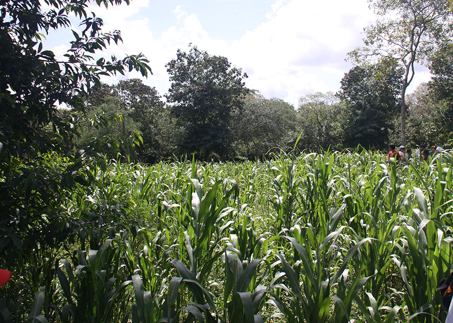 Sistemas agroflorestais promovem estoque de carbono no solo 30% maior do que o da vegetação natural