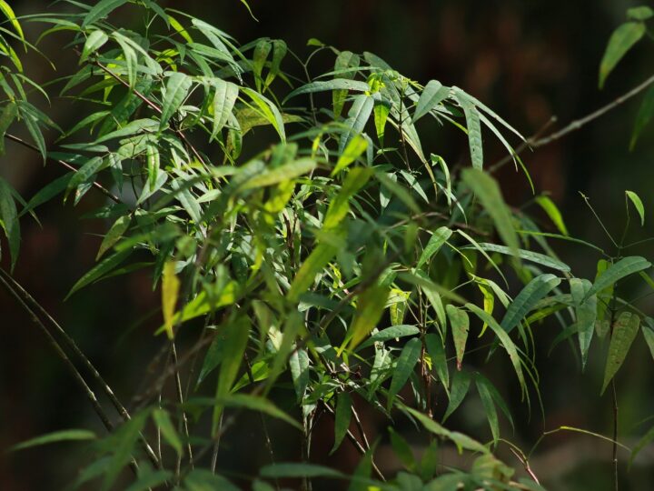 Plantas medicinais e aromáticas são apresentadas em catálogo ilustrado