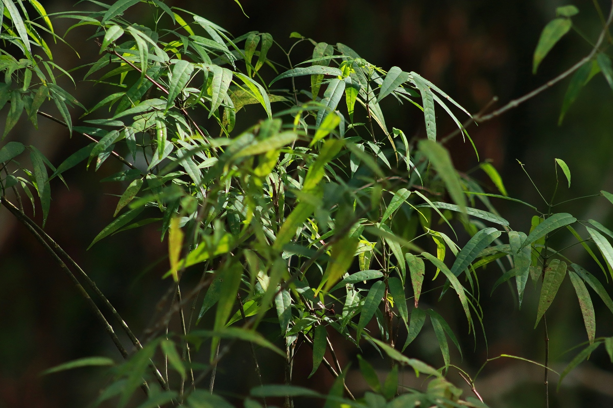 Plantas medicinais e aromáticas são apresentadas em catálogo ilustrado