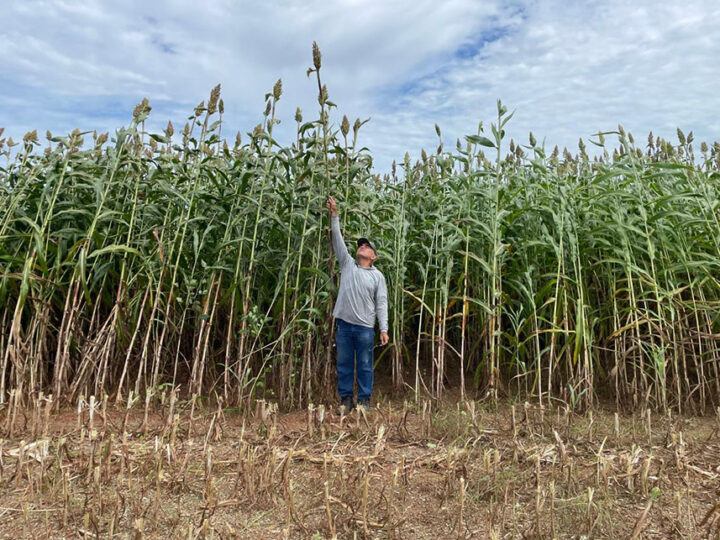 Novo sorgo forrageiro BRS 661 alia alta produtividade e qualidade nutricional