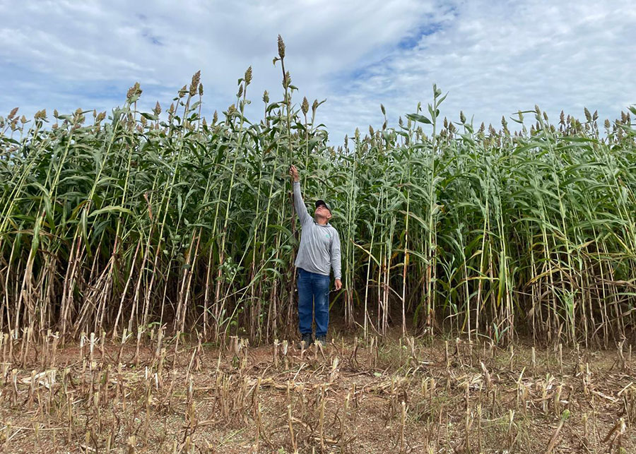 Novo sorgo forrageiro BRS 661 alia alta produtividade e qualidade nutricional