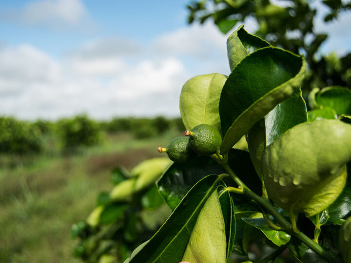 Amazônia recebe a primeira recomendação de porta-enxertos de limão